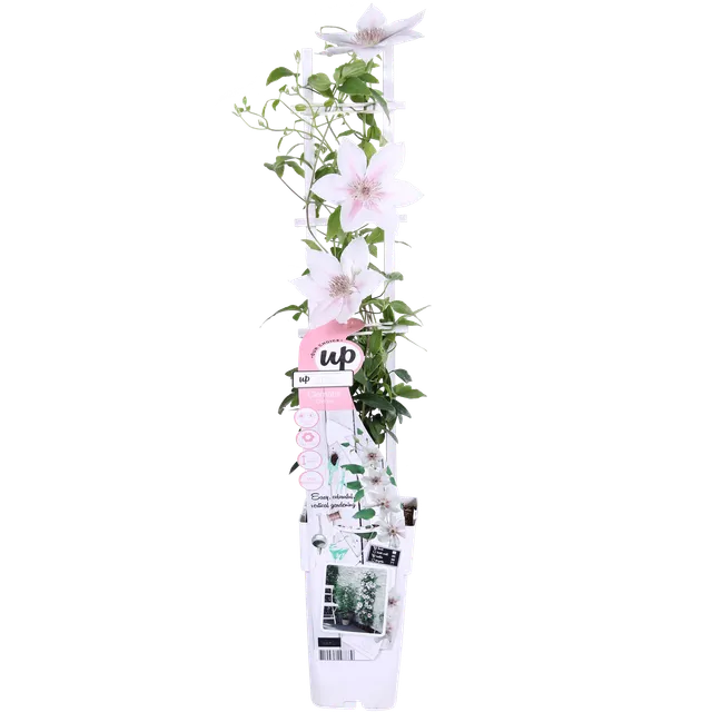 green-guardia-unsere-pflanzen-clematis-corinne-wei-65cm image 1