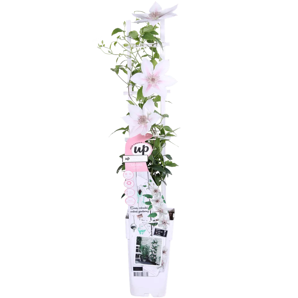green-guardia-unsere-pflanzen-clematis-corinne-wei-65cm image 1