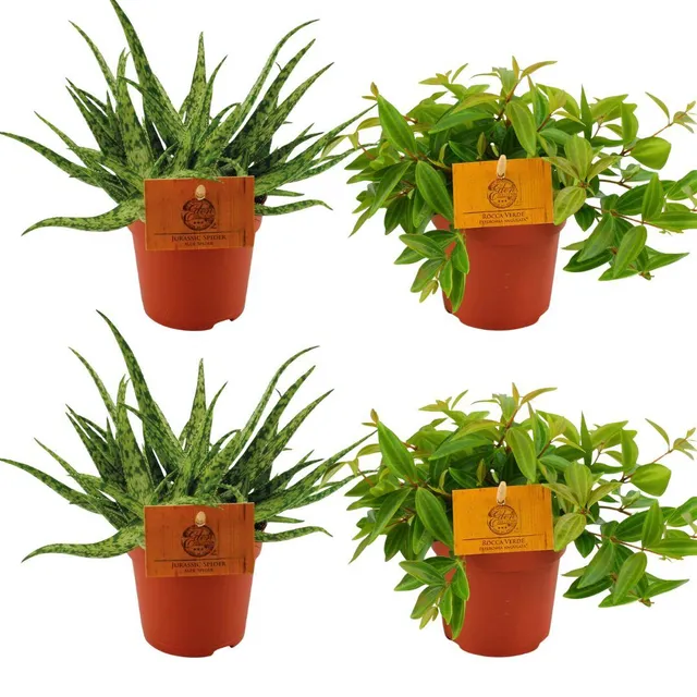 green-guardia-aloe-spider-peperomia-duo-4-pflanzen-10cm image 1