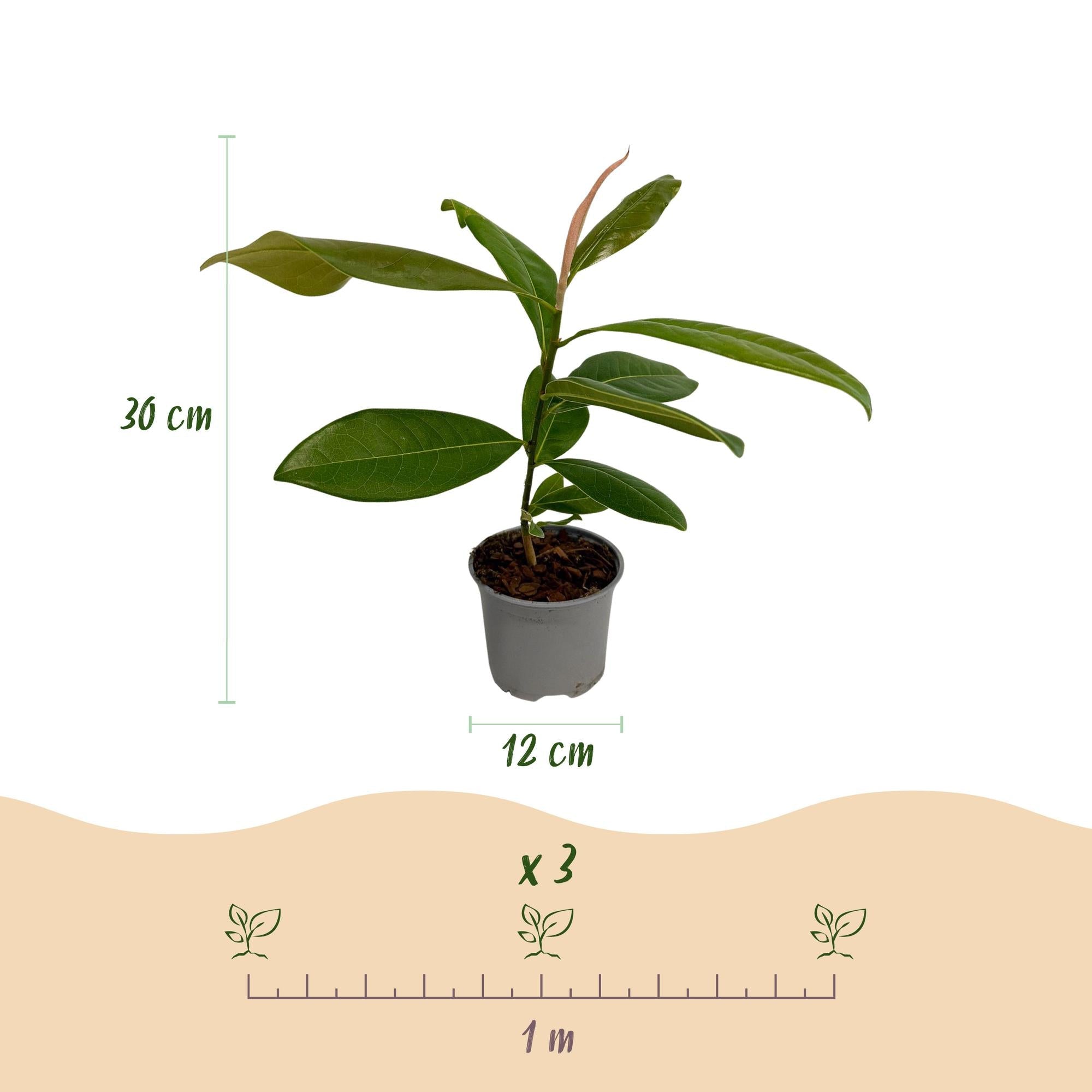 green-guardia-magnolia-grandiflora-30cm-wei-e-bl-te-1x-pflanze image 2