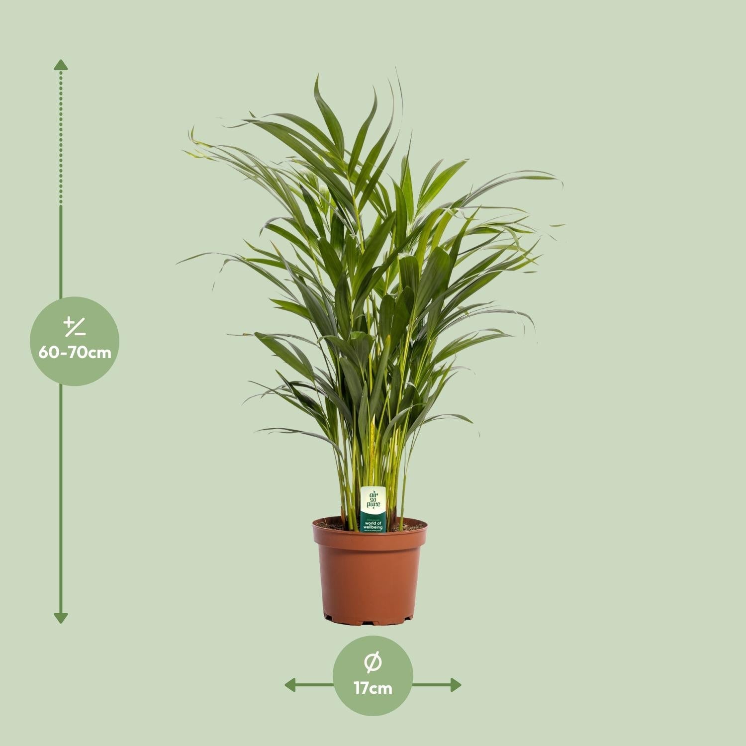 green-guardia-areca-palme-dypsis-lutescens-21cm-110cm-luftreinigend image 5