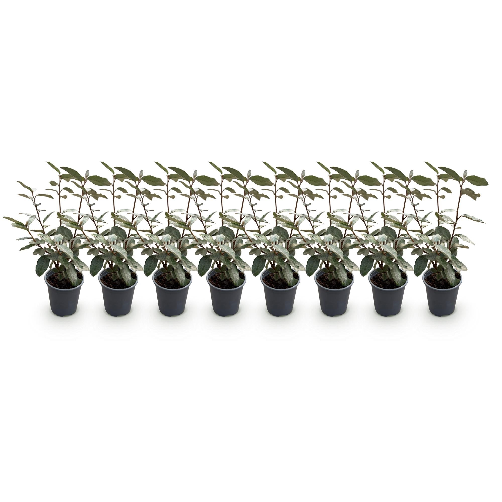 green-guardia-compacta-hecke-immergr-n-8-pflanzen-30-35-cm image 3