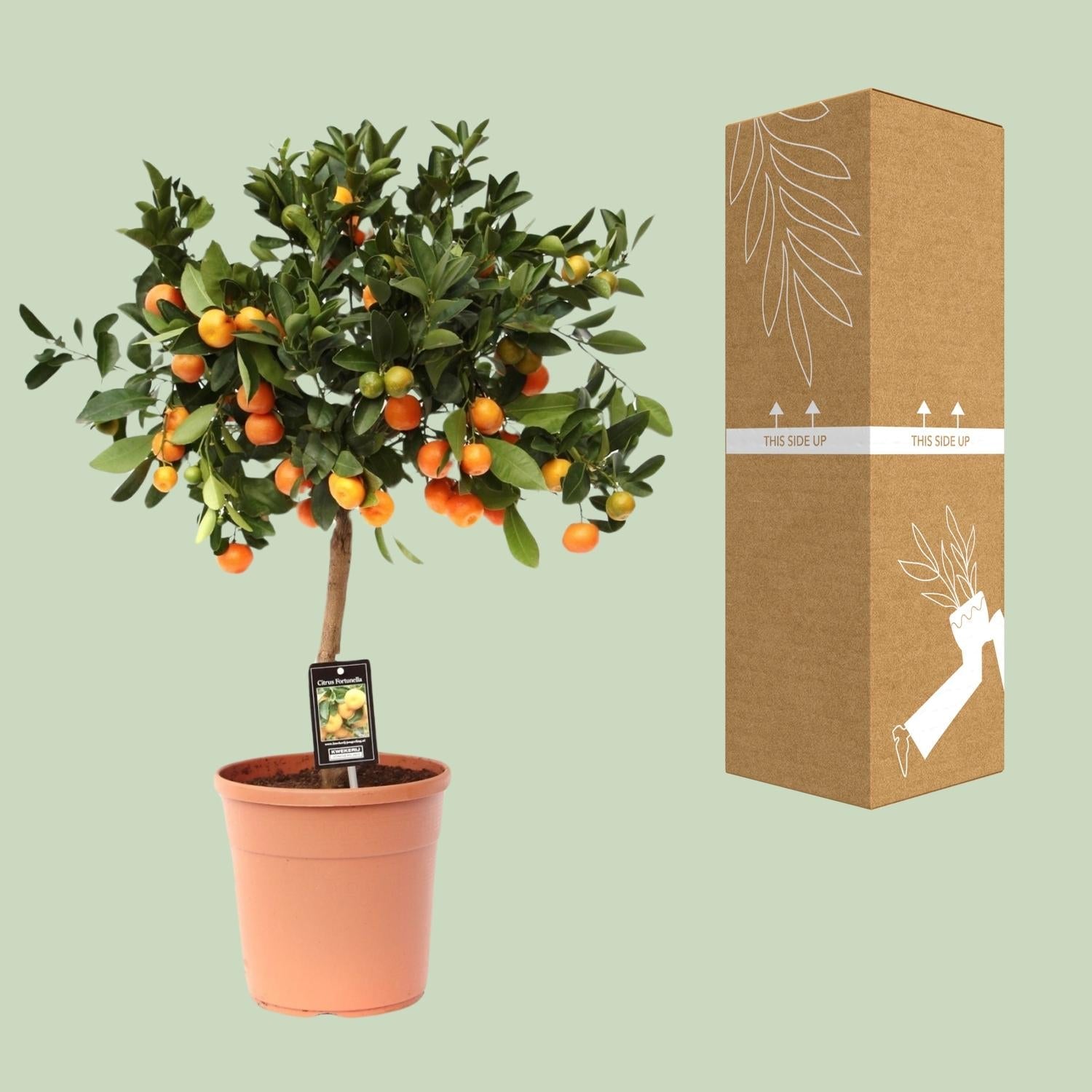 green-guardia-calamondin-orange-zitruspflanze-duftend-essbar image 2