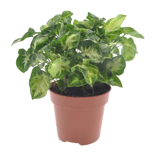 green-guardia-unsere-pflanzen-syngonium-pixie-zimmerpflanze-12cm-30cm-pflegeleic image 1