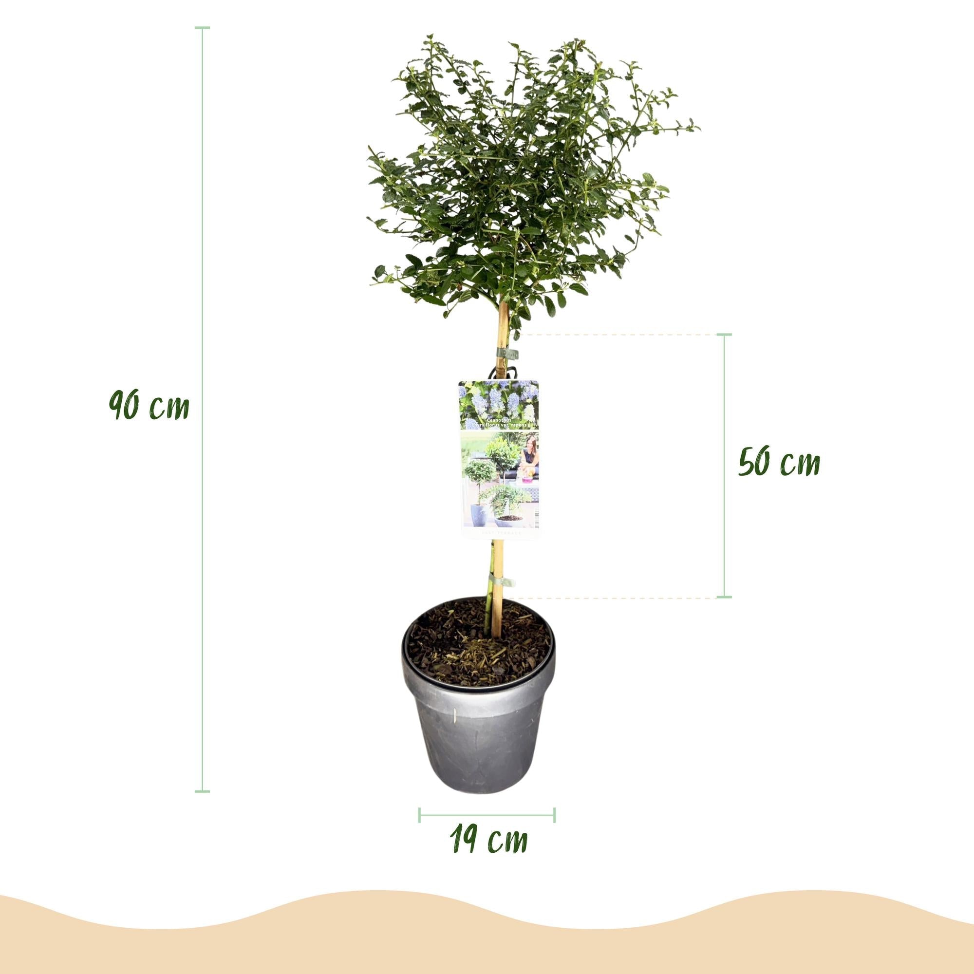 green-guardia-ceanothus-repens-stamm-pflanze-90-cm-topf image 2