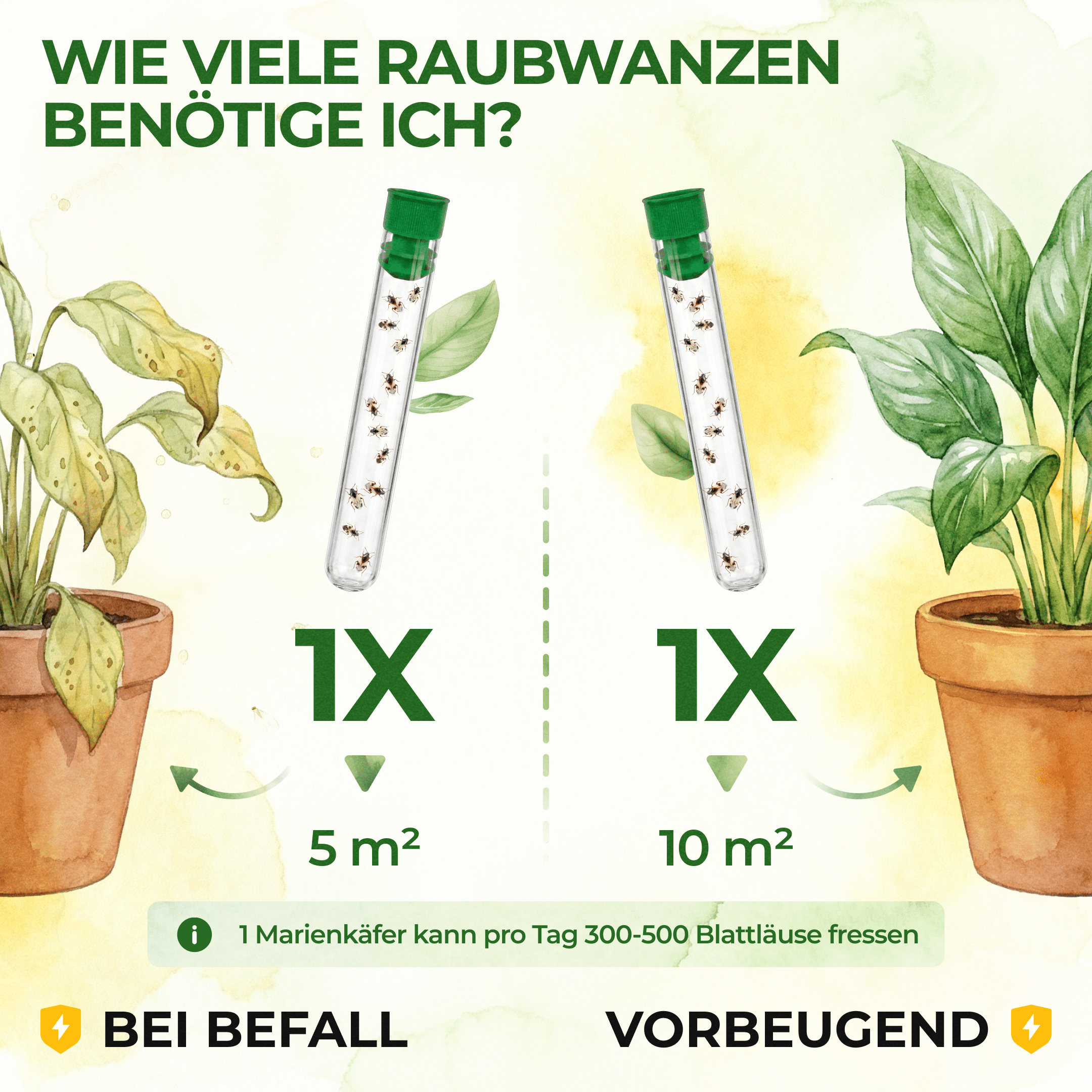 green-guardia-orius-raubwanzen-gegen-thripse-30-n-tzlinge-5-10-m image 3