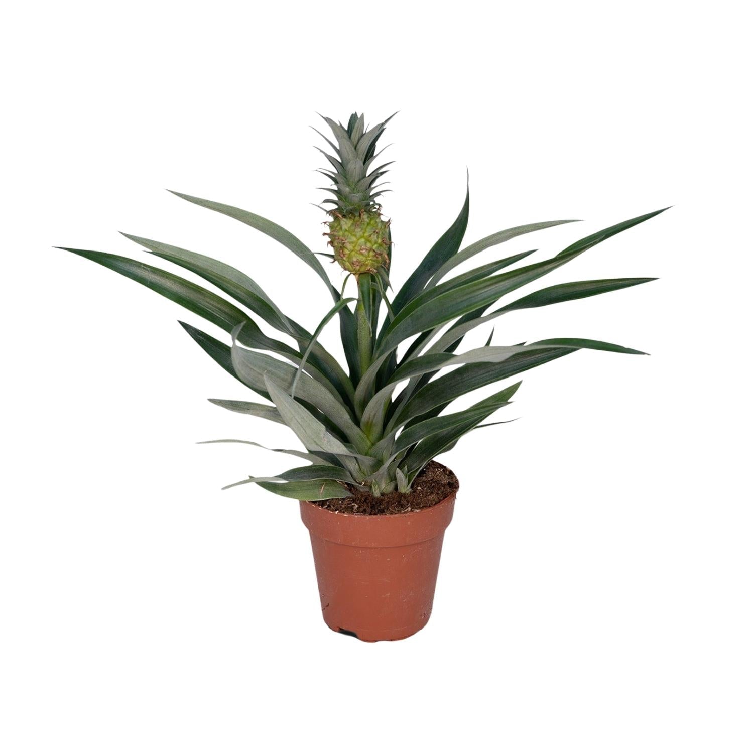 green-guardia-ananas-bromelia-zierananas-30cm-12cm-topf image 1