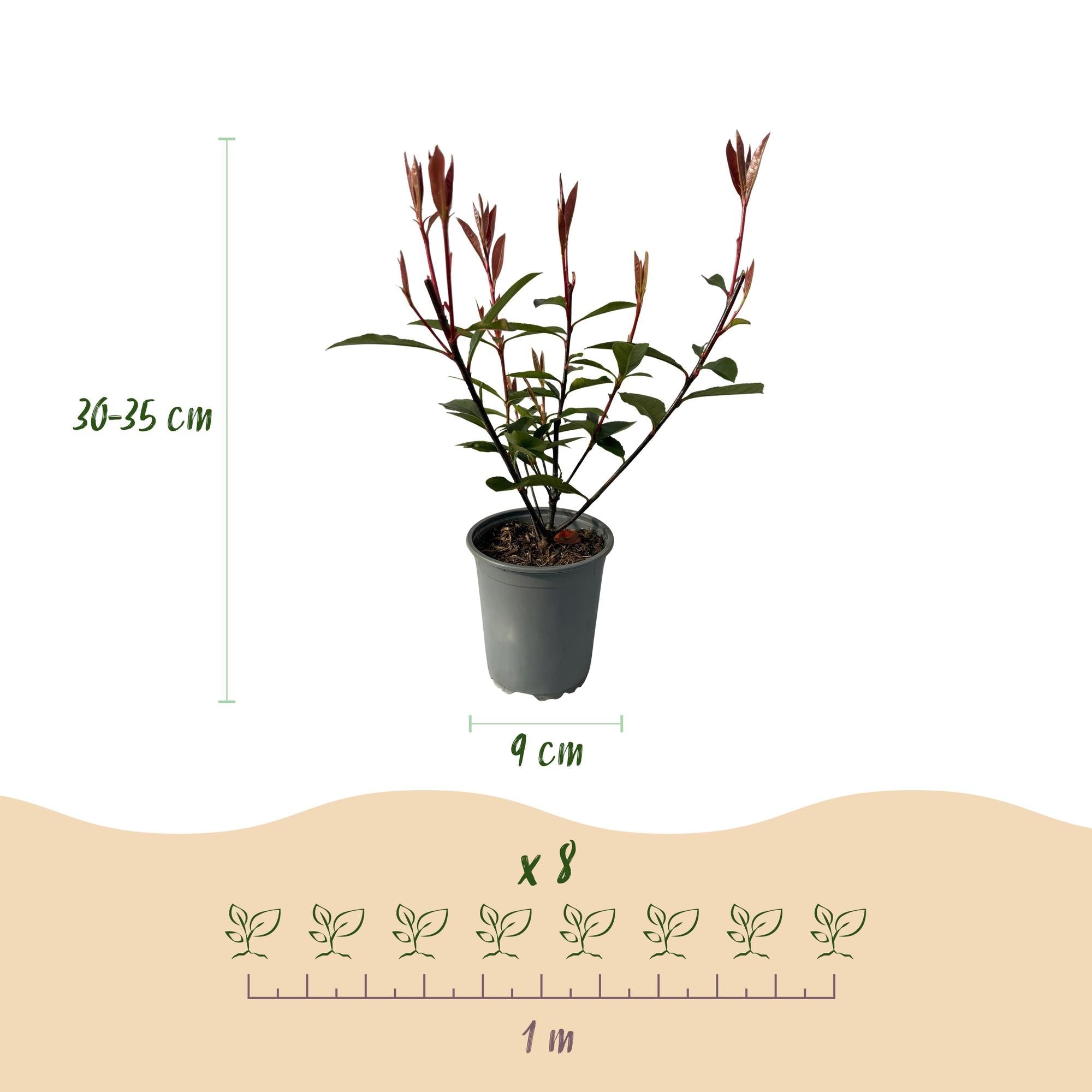 green-guardia-photinia-carr-rouge-glanzmispel-8-pflan-9cm image 2