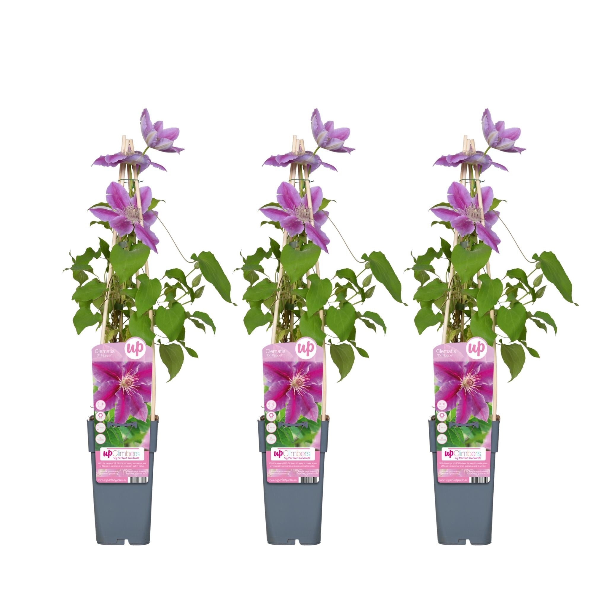 green-guardia-dr-ruppel-clematis-rosa-pink-15-cm-topf-65-cm image 2