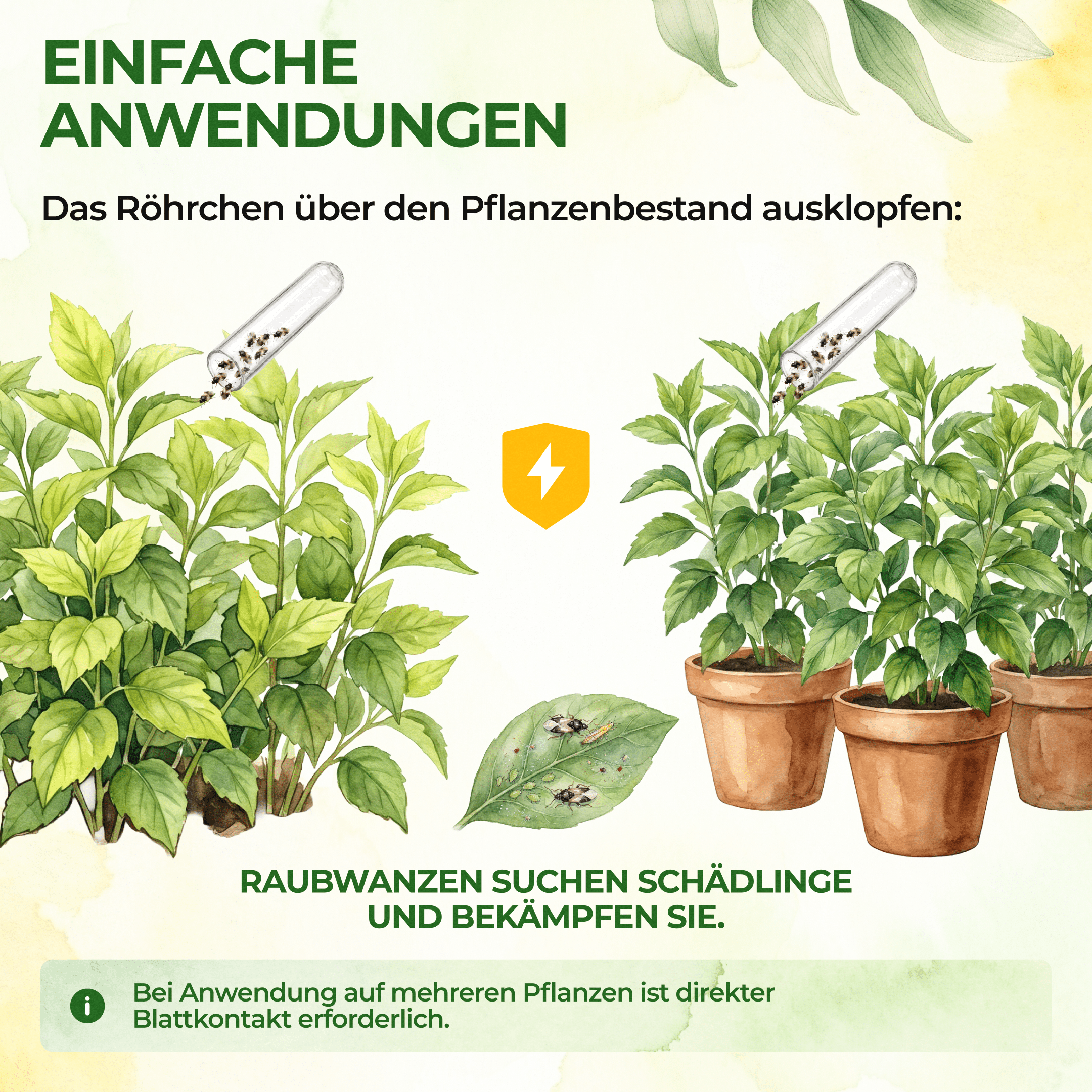 green-guardia-orius-raubwanzen-gegen-thripse-30-n-tzlinge-5-10-m image 4