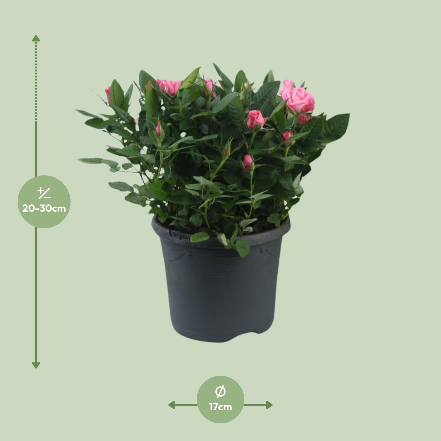 green-guardia-jewel-patio-sparkling-topfrose-rosa-17cm-topf image 2