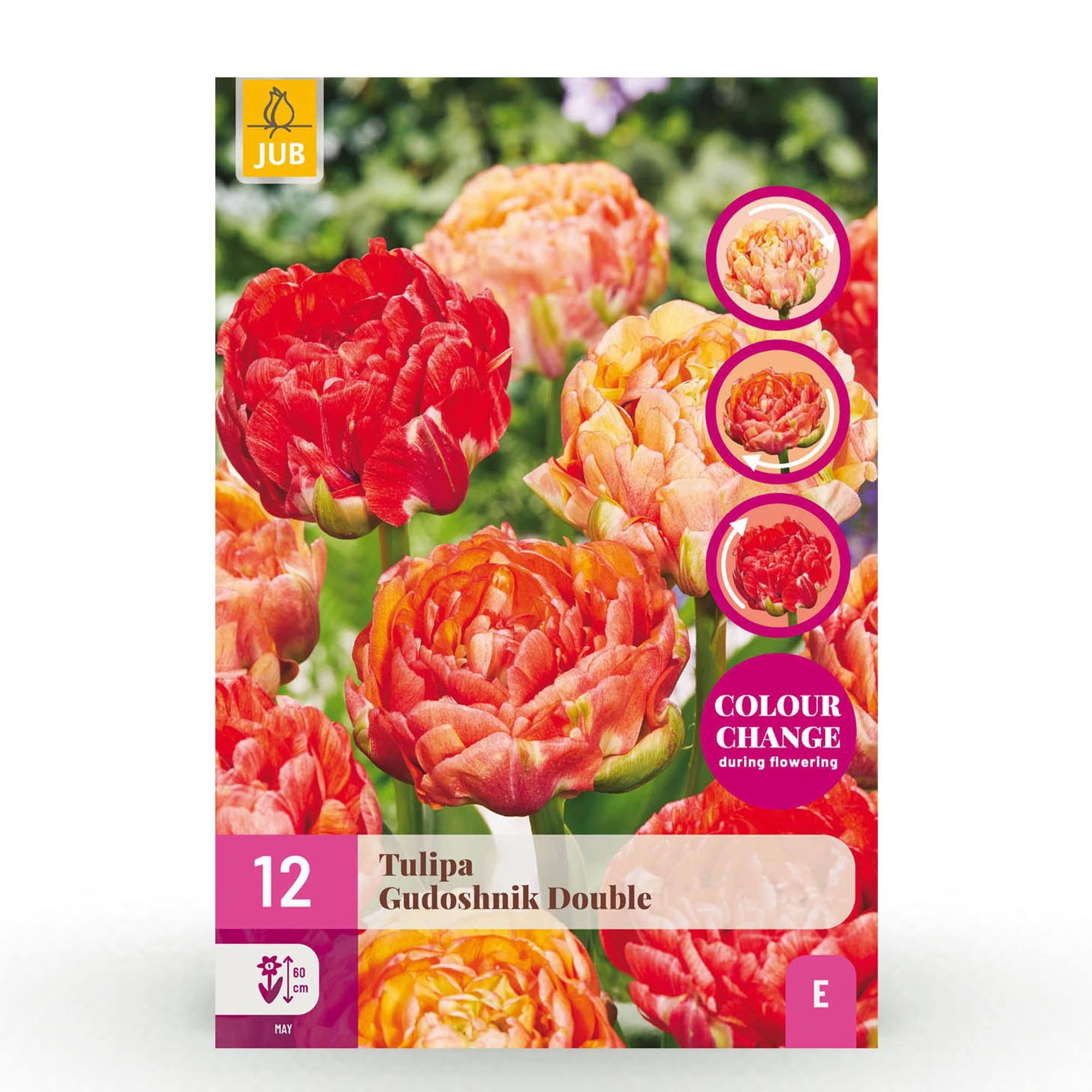 green-guardia-tulpe-gudoshnik-double-12-zwiebeln-11-12 image 1