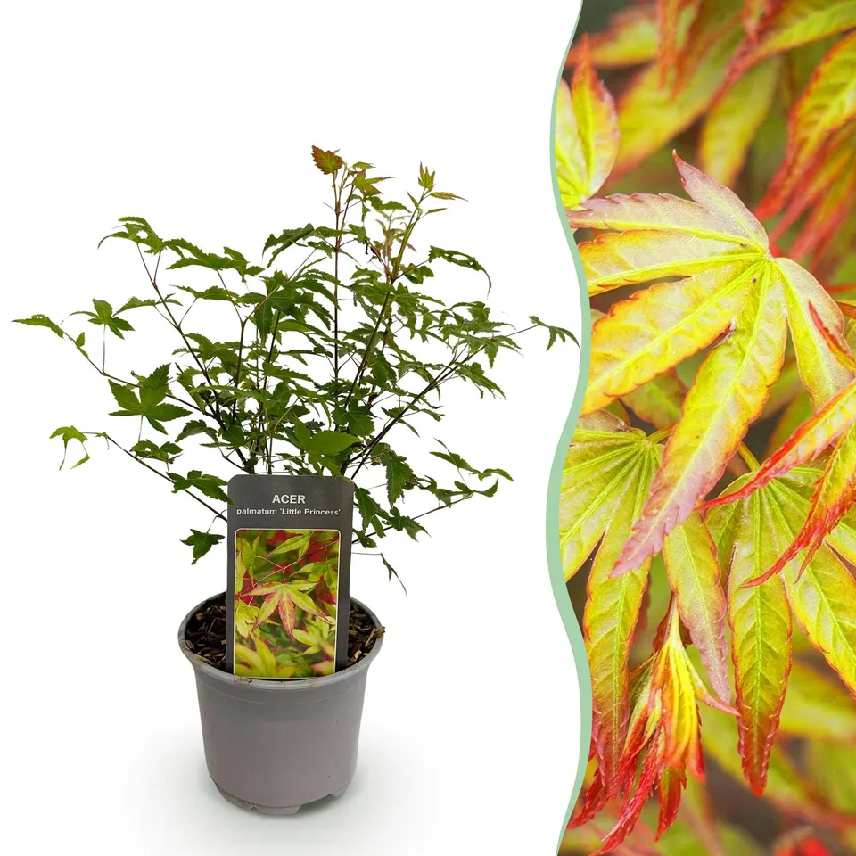 green-guardia-acer-little-princess-zierahorn-12-cm-topf-1-pflanze image 1