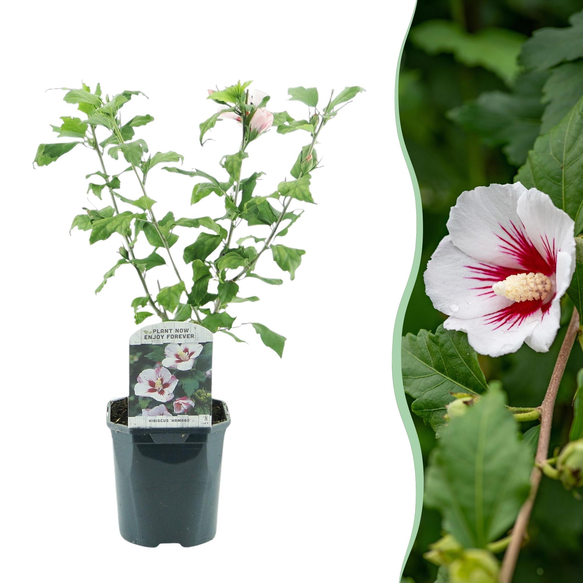green-guardia-unsere-pflanzen-hibiscus-hamabo-17-cm-topf-45cm image 1