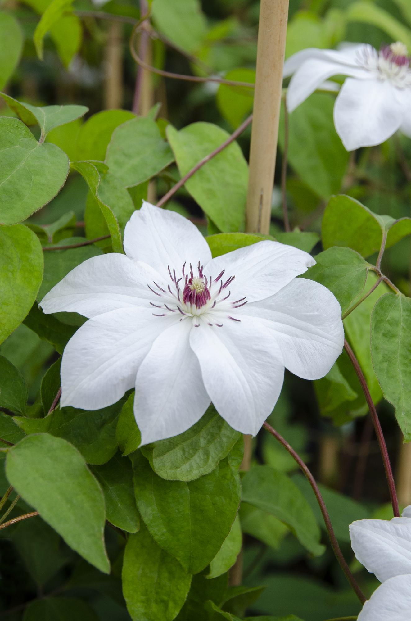 green-guardia-unsere-pflanzen-clematis-miss-bateman-kletterpflanze-wei-15-cm image 2