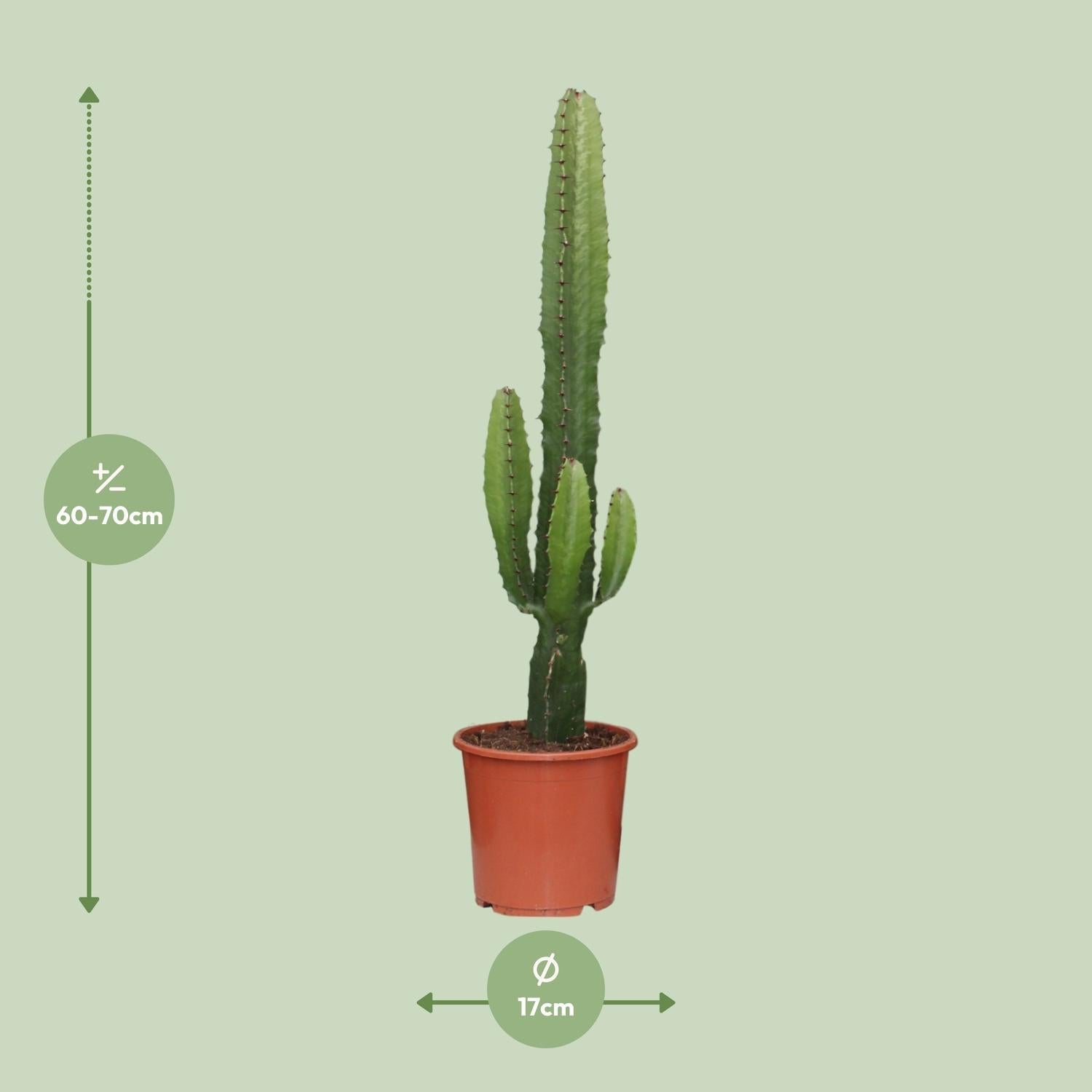 green-guardia-euphorbia-acrurensis-w-stenkerze-50-60-cm image 3