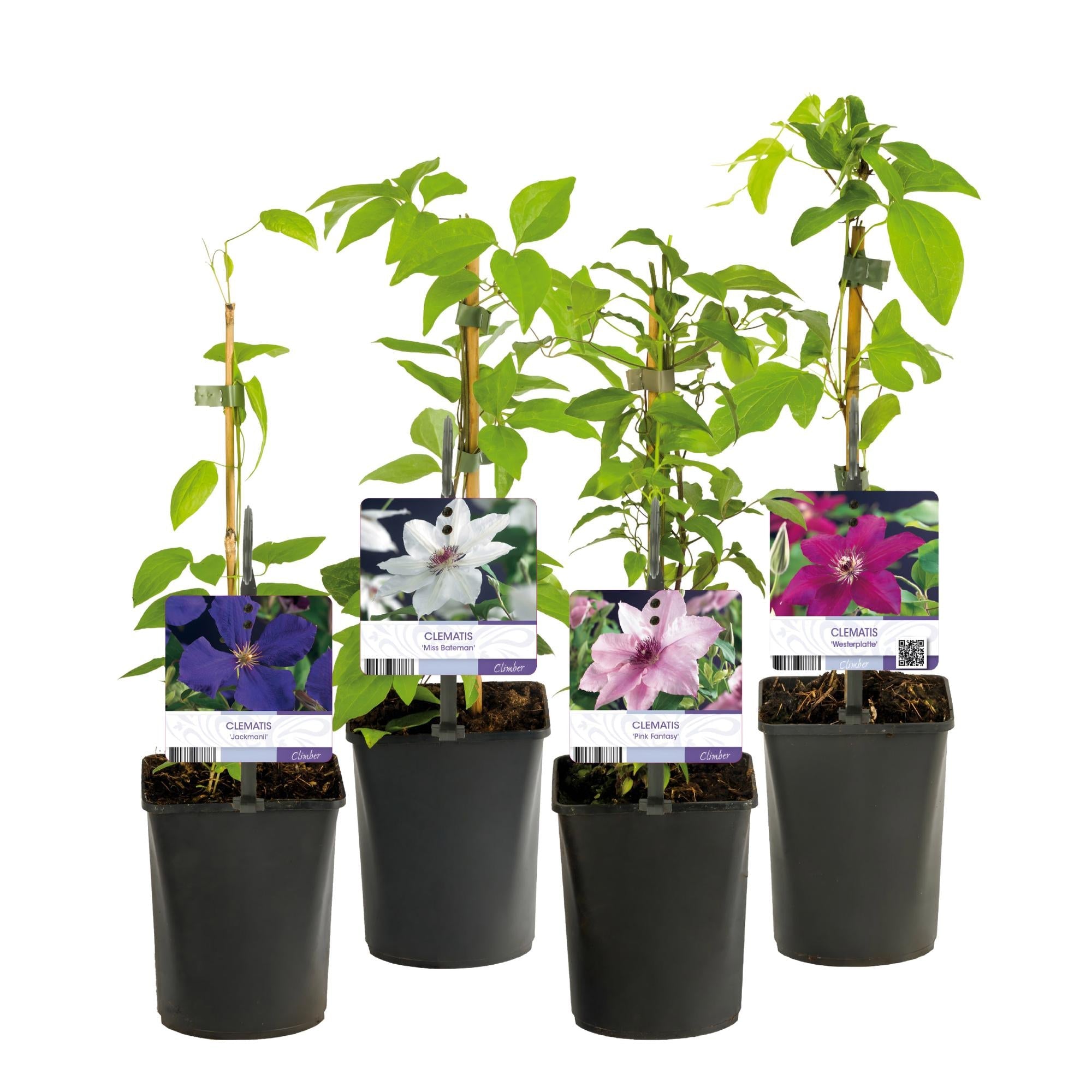 green-guardia-unsere-pflanzen-clematis-rainbow-kletterpflanze-4x-bunt image 2