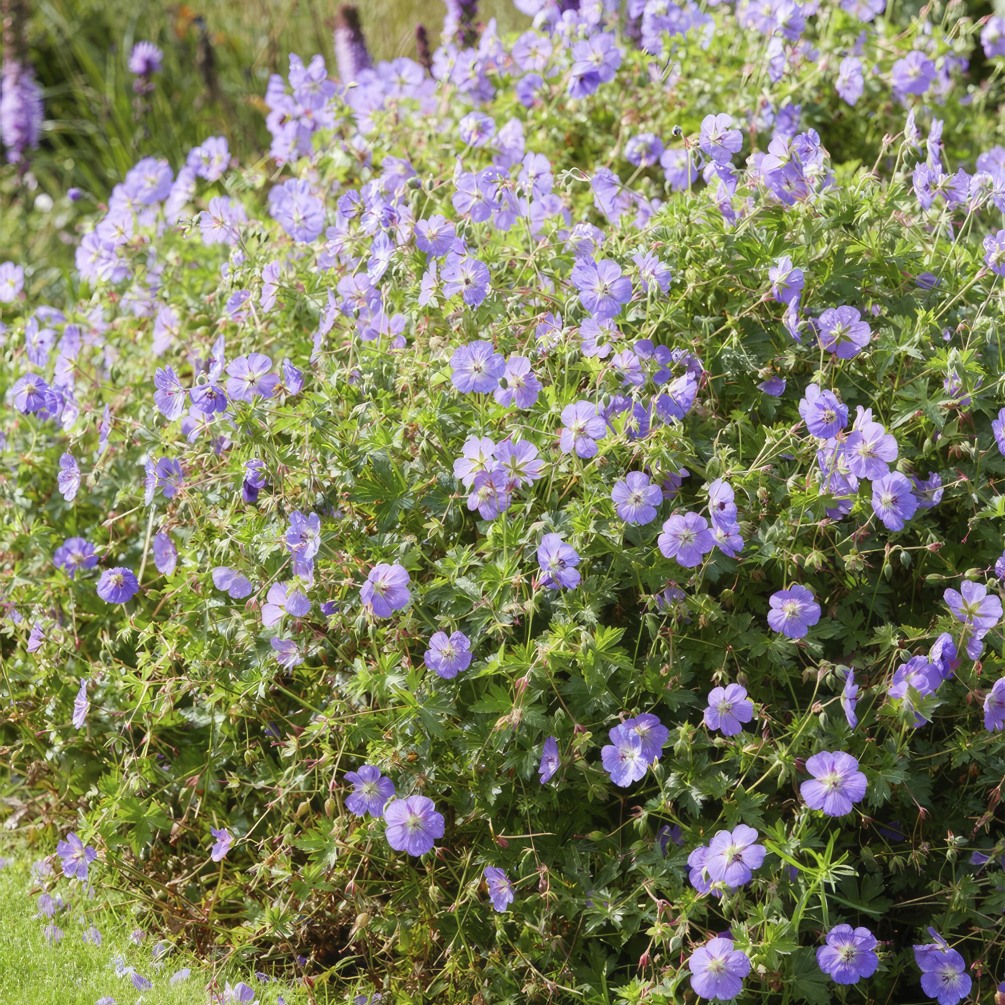 green-guardia-unsere-pflanzen-geranium-rozanne-storchschnabel-6x image 5