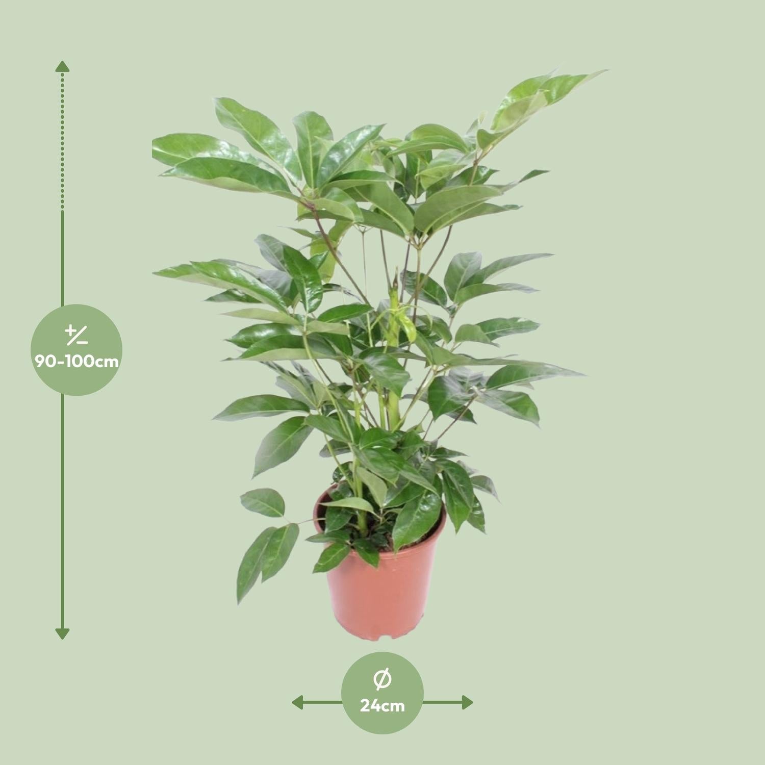 green-guardia-schefflera-amate-strahlenaralie-24cm-100cm-luftreinigend image 2