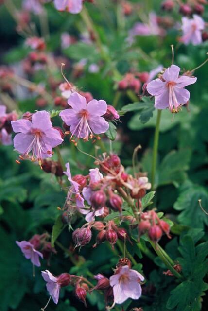 green-guardia-geranium-storchschnabel-6-pflanzen-duft-winterhart image 4