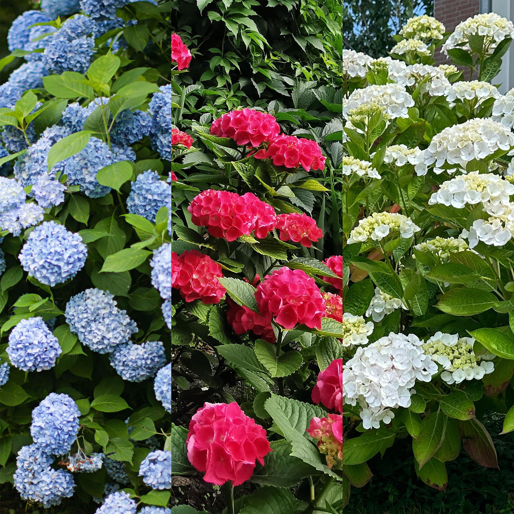 green-guardia-unsere-pflanzen-tricolour-hortensie-3er-set-dreifarbig image 3