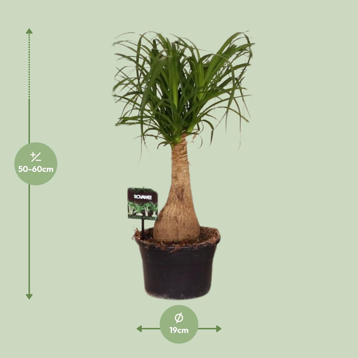 green-guardia-unsere-pflanzen-beaucarnea-elefantenfu-60cm-pflegeleicht image 4