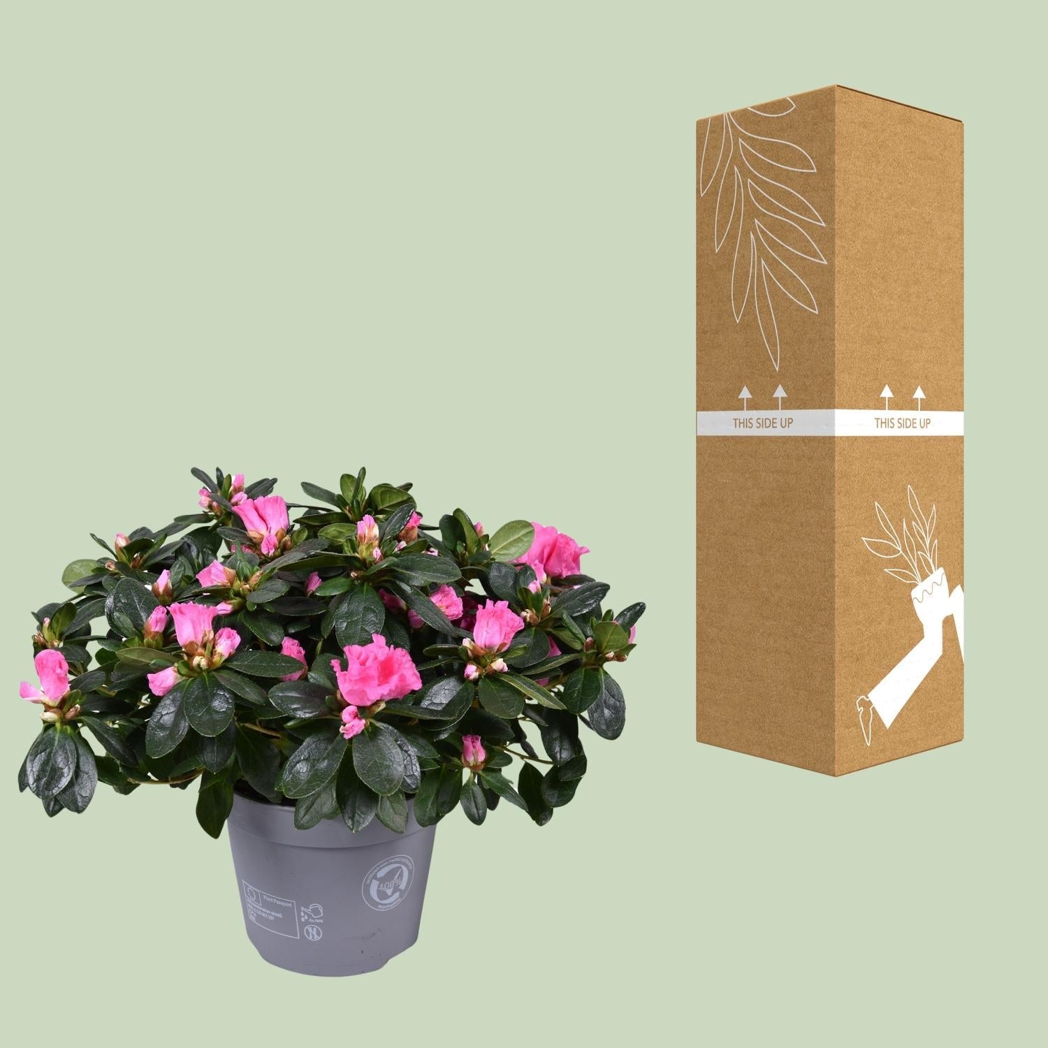 green-guardia-azalea-rose-vogel-bl-hpflanze-rosa-30-cm image 3