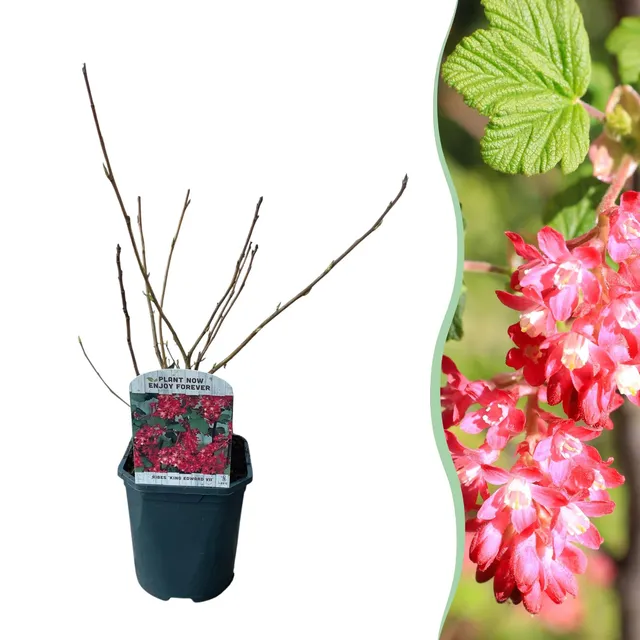 green-guardia-king-edward-ribes-bl-tenstrauch-rosa-45-cm image 1