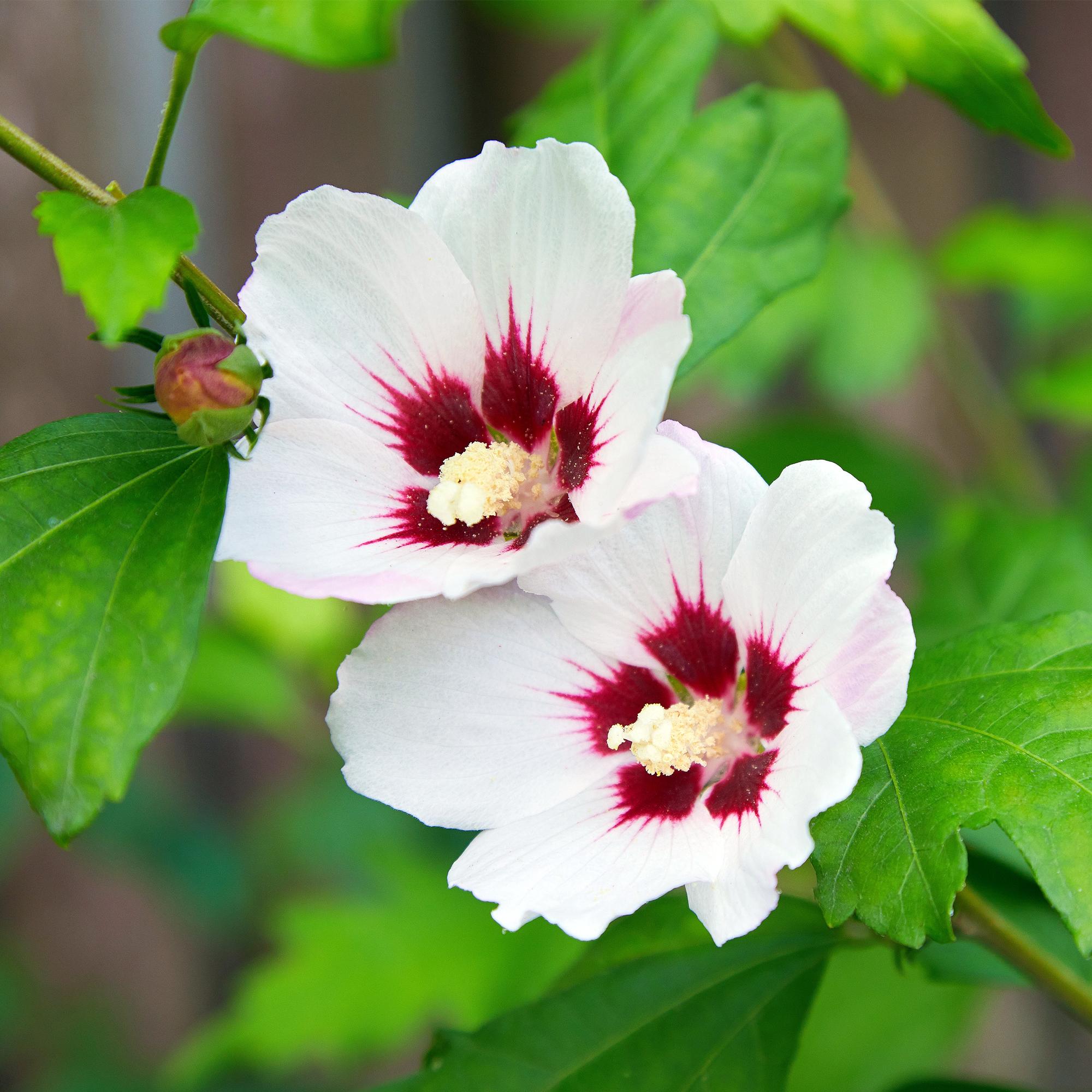 green-guardia-unsere-pflanzen-hibiscus-hamabo-17-cm-topf-45cm image 2