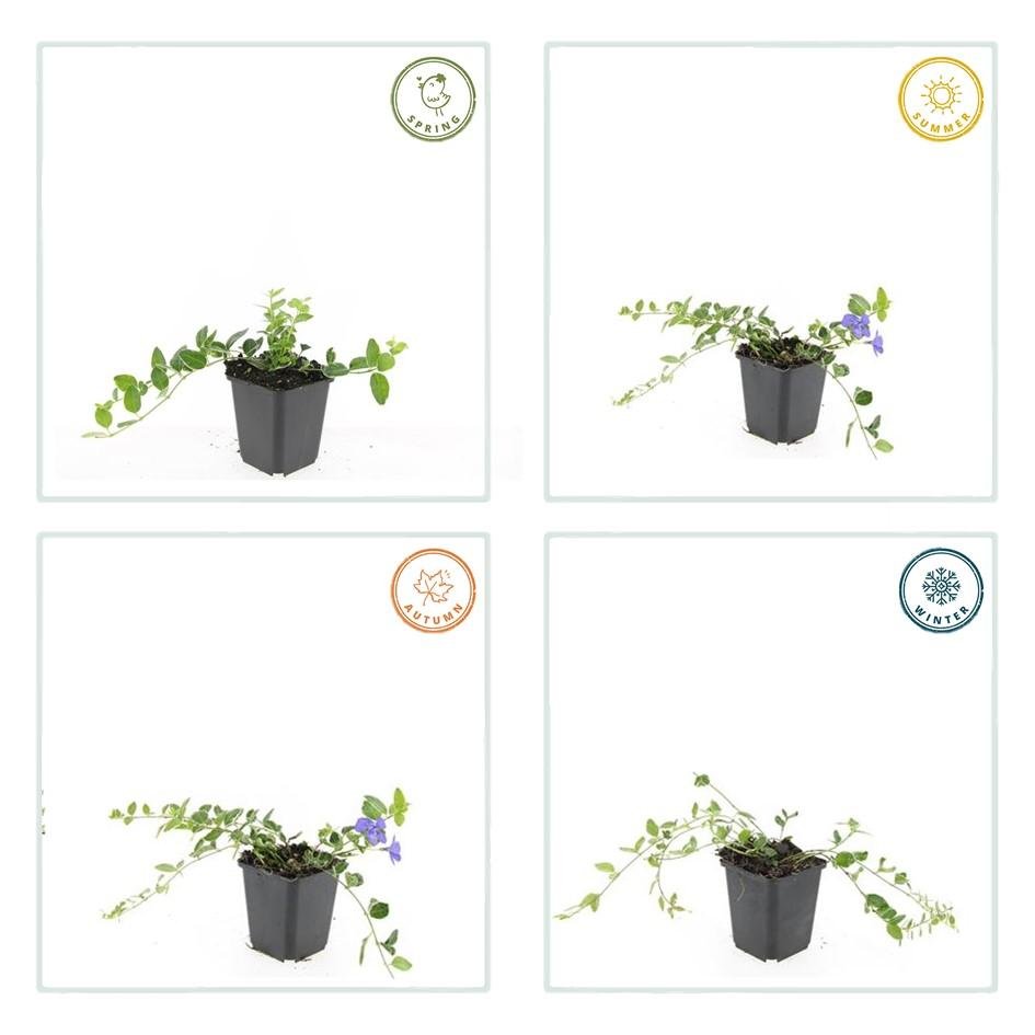 green-guardia-unsere-pflanzen-vinca-minor-ralph-shugert-12-pflanzen image 3