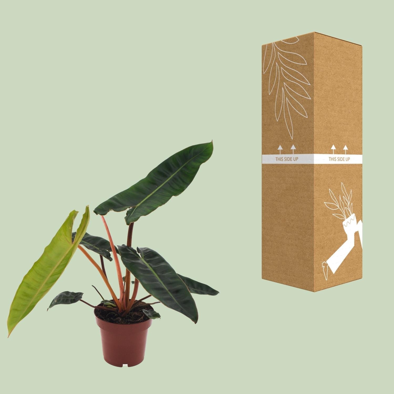 green-guardia-unsere-pflanzen-philodendron-billietiae-baumfreund-12cm image 3