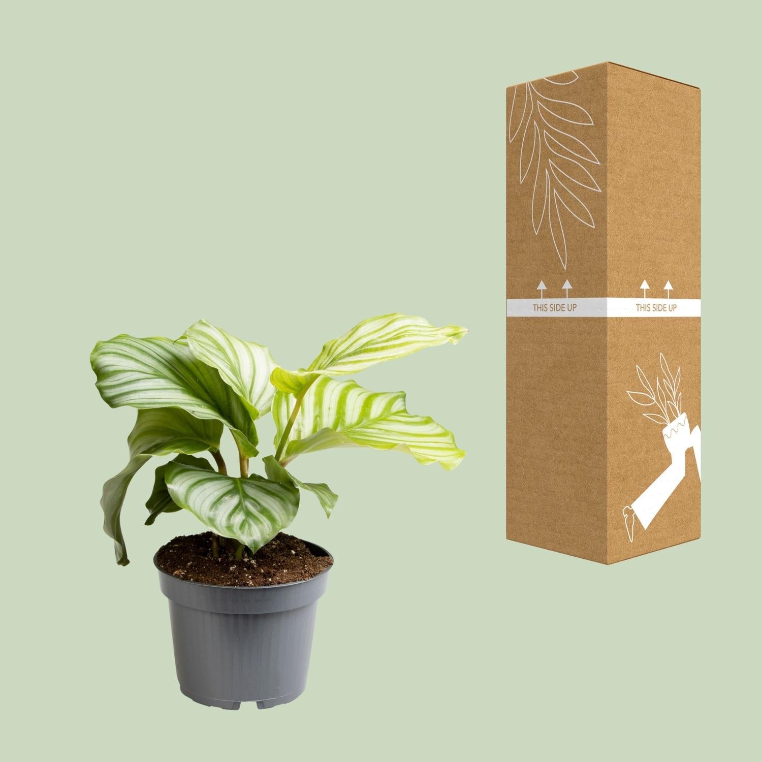 green-guardia-unsere-pflanzen-calathea-orbifolia-zimmerpflanze-50cm image 3