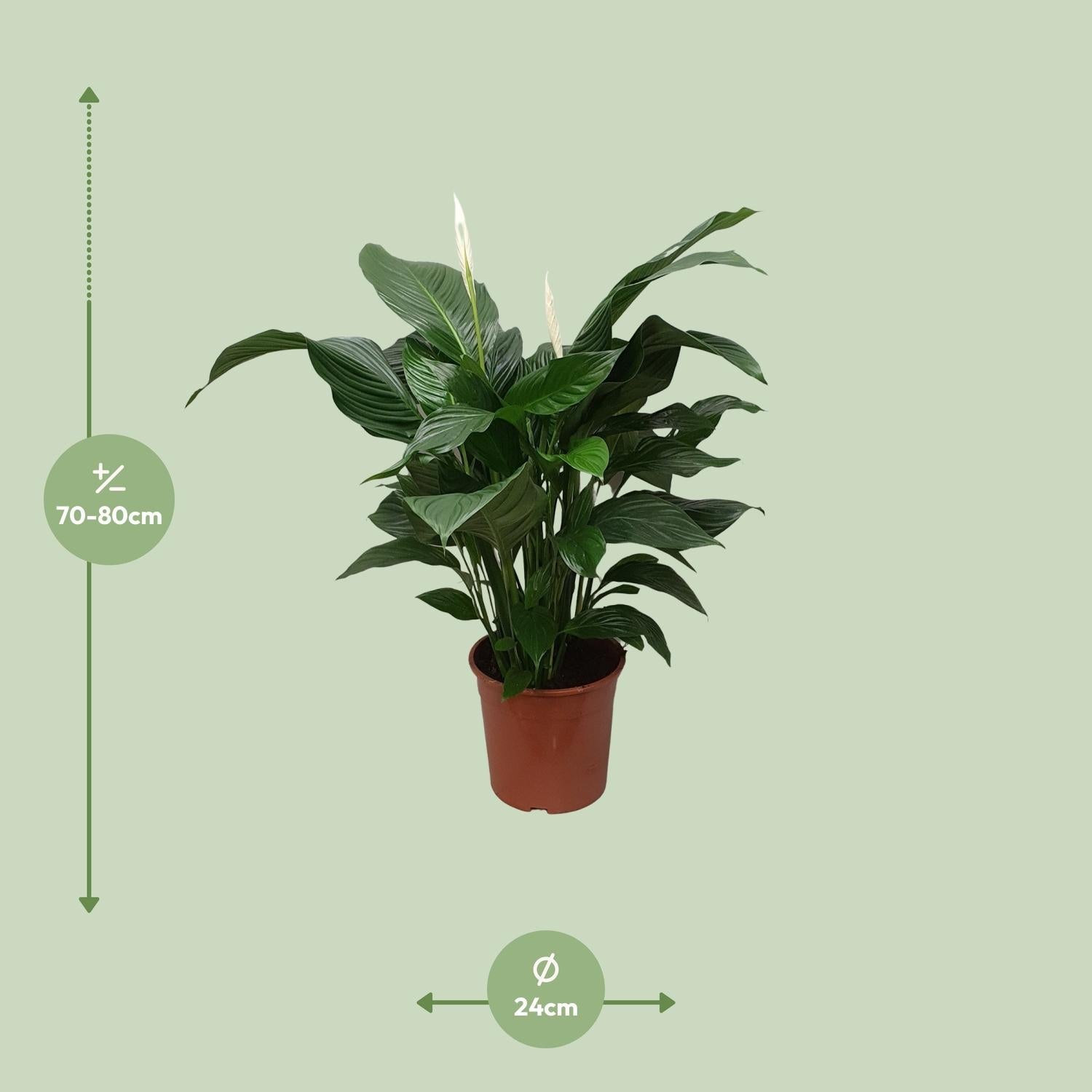 green-guardia-spathiphyllum-friedenslilie-70-cm-vivaldi image 6