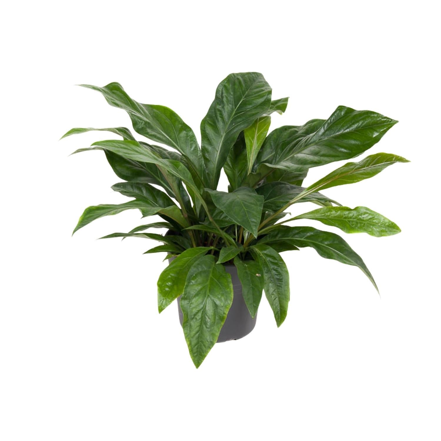 green-guardia-anthurium-jungle-bush-flamingoblume-30-cm-topf image 1