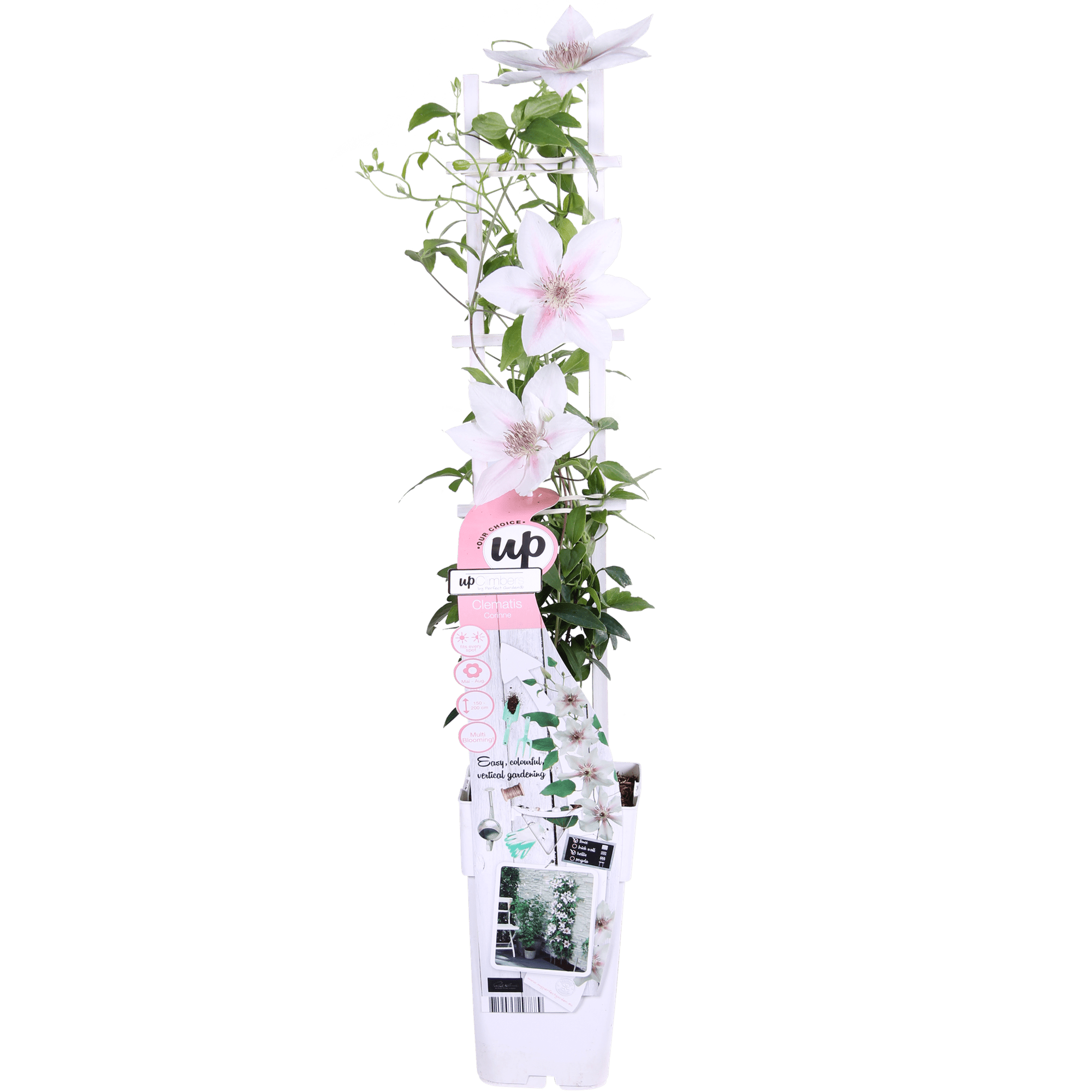 green-guardia-unsere-pflanzen-clematis-corinne-wei-65cm image 1