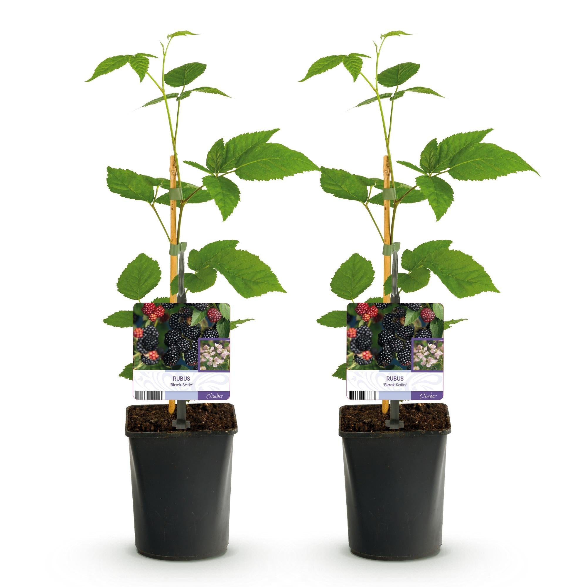 green-guardia-black-satin-brombeere-dornenlos-2x-11cm image 3
