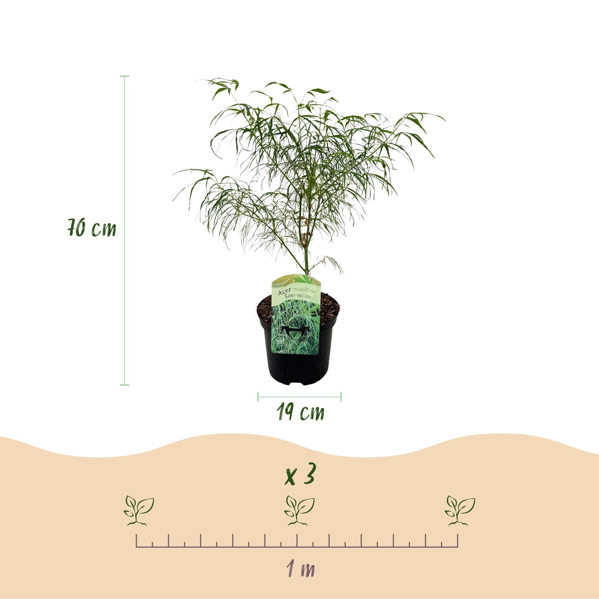 green-guardia-koto-no-ito-ahorn-ziergeh-lz-19-cm-topf-70-cm image 2