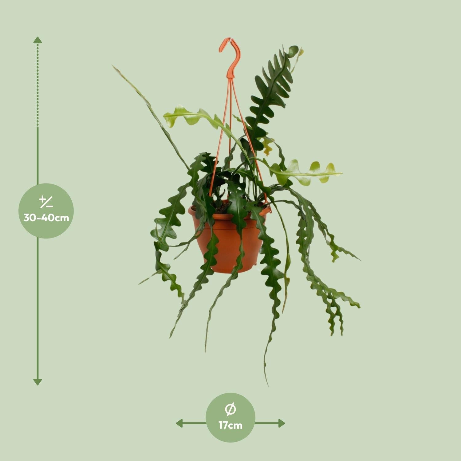 green-guardia-epiphyllum-anguliger-zickzackkaktus-14cm-35cm image 2
