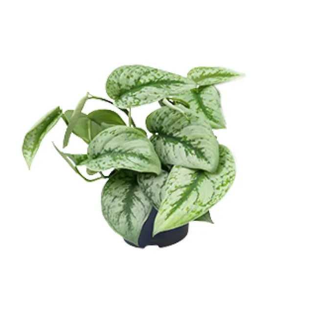 green-guardia-scindapsus-trebie-efeutute-12-cm-topf-15-cm image 1