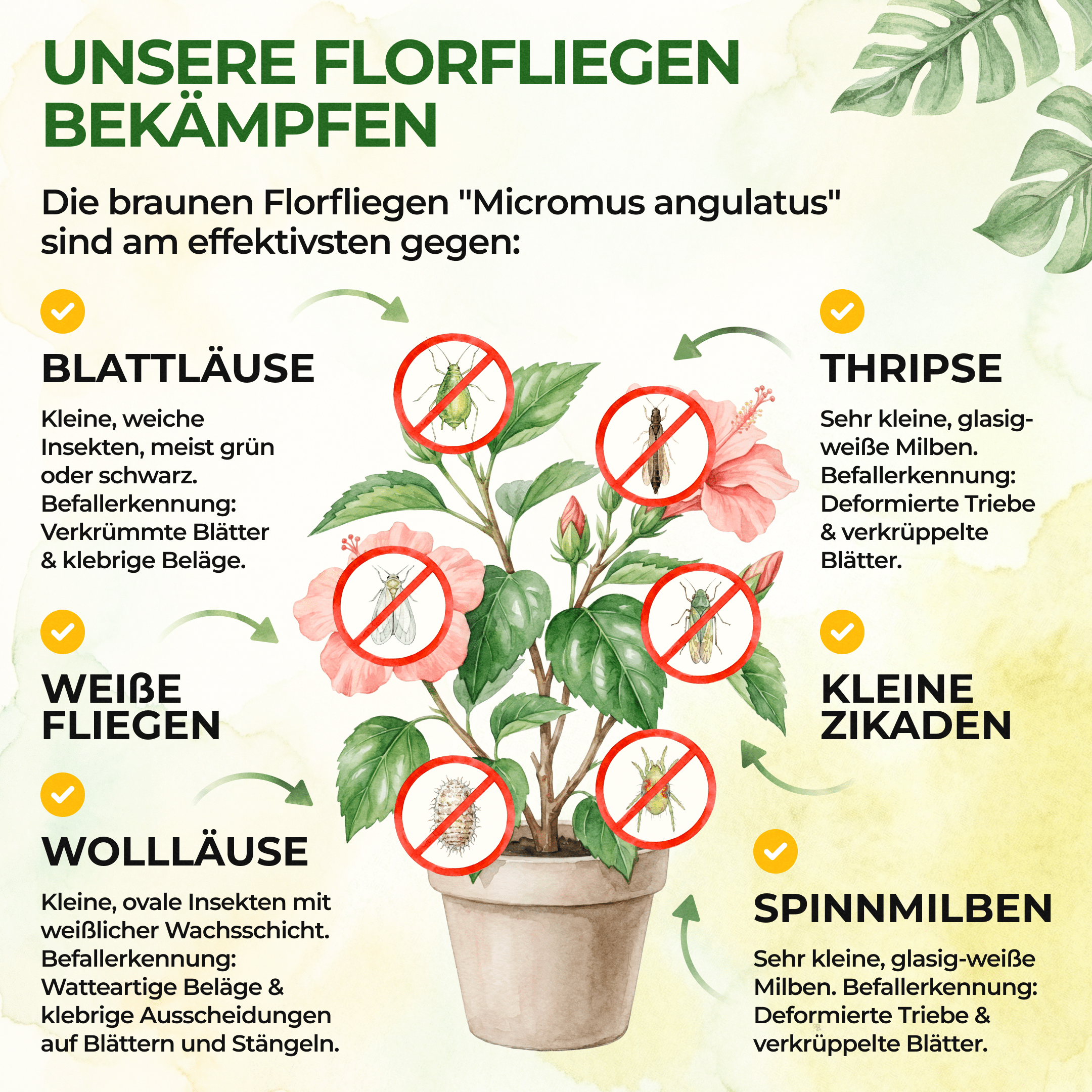green-guardia-braune-florfliegen-n-tzlinge-1-r-hrchen-1-2m image 2