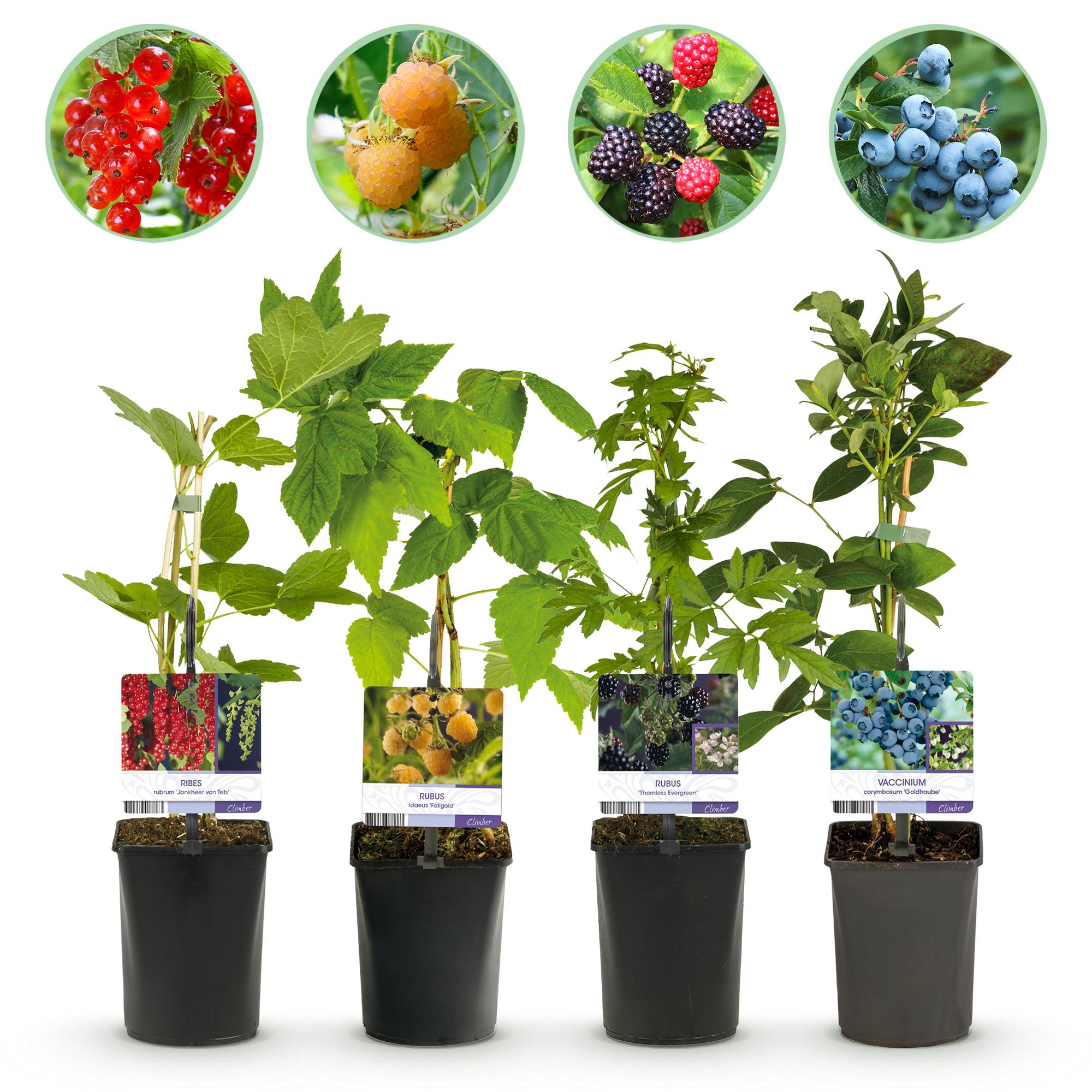 green-guardia-unsere-pflanzen-beerenmix-obstpflanzen-4x-11cm-topf image 1