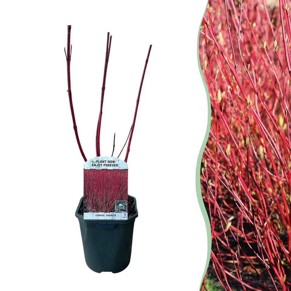 green-guardia-cornus-sibirica-zierstrauch-17cm-topf-45cm image 1