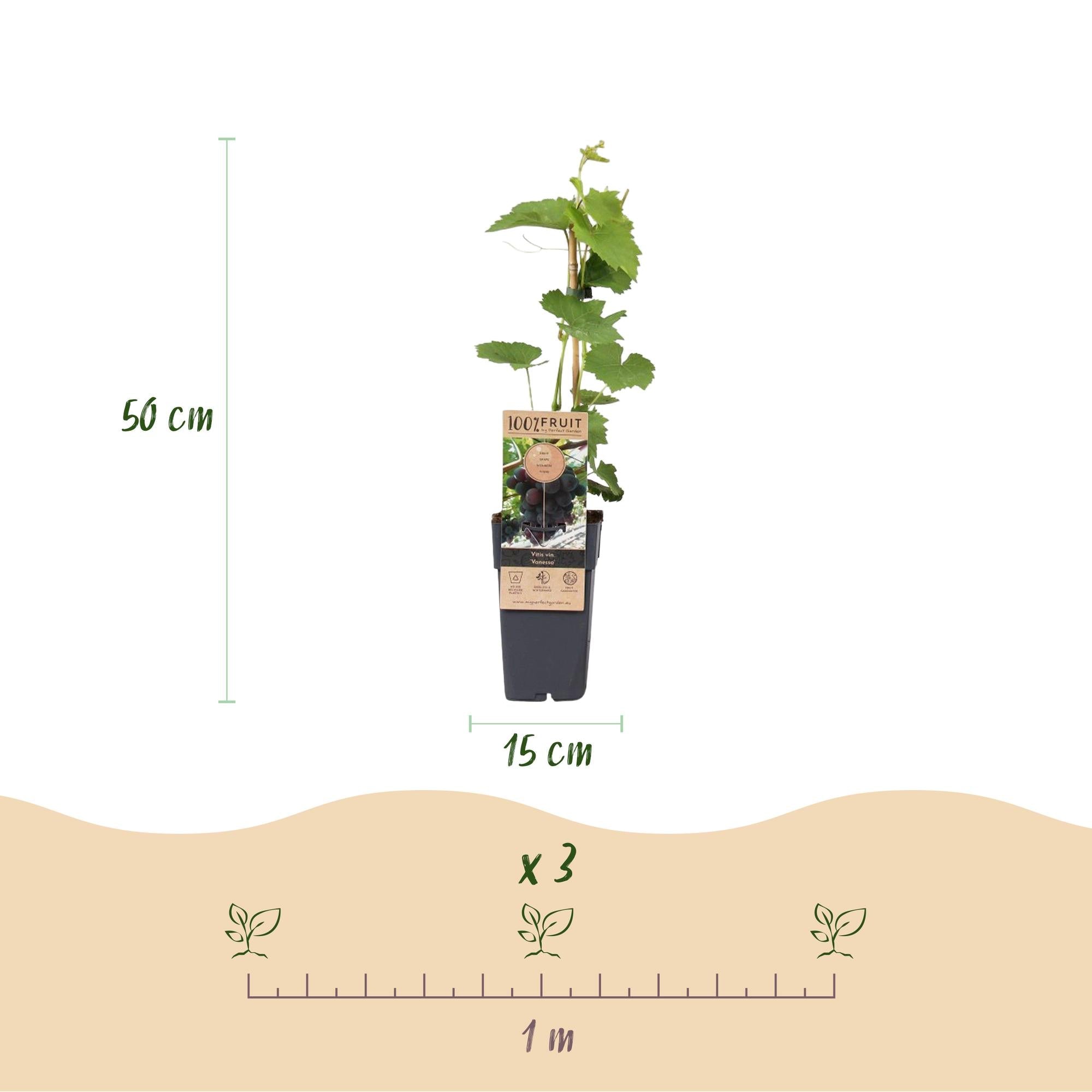 green-guardia-traube-vanessa-kernlos-obstpflanze-2x-50cm image 3