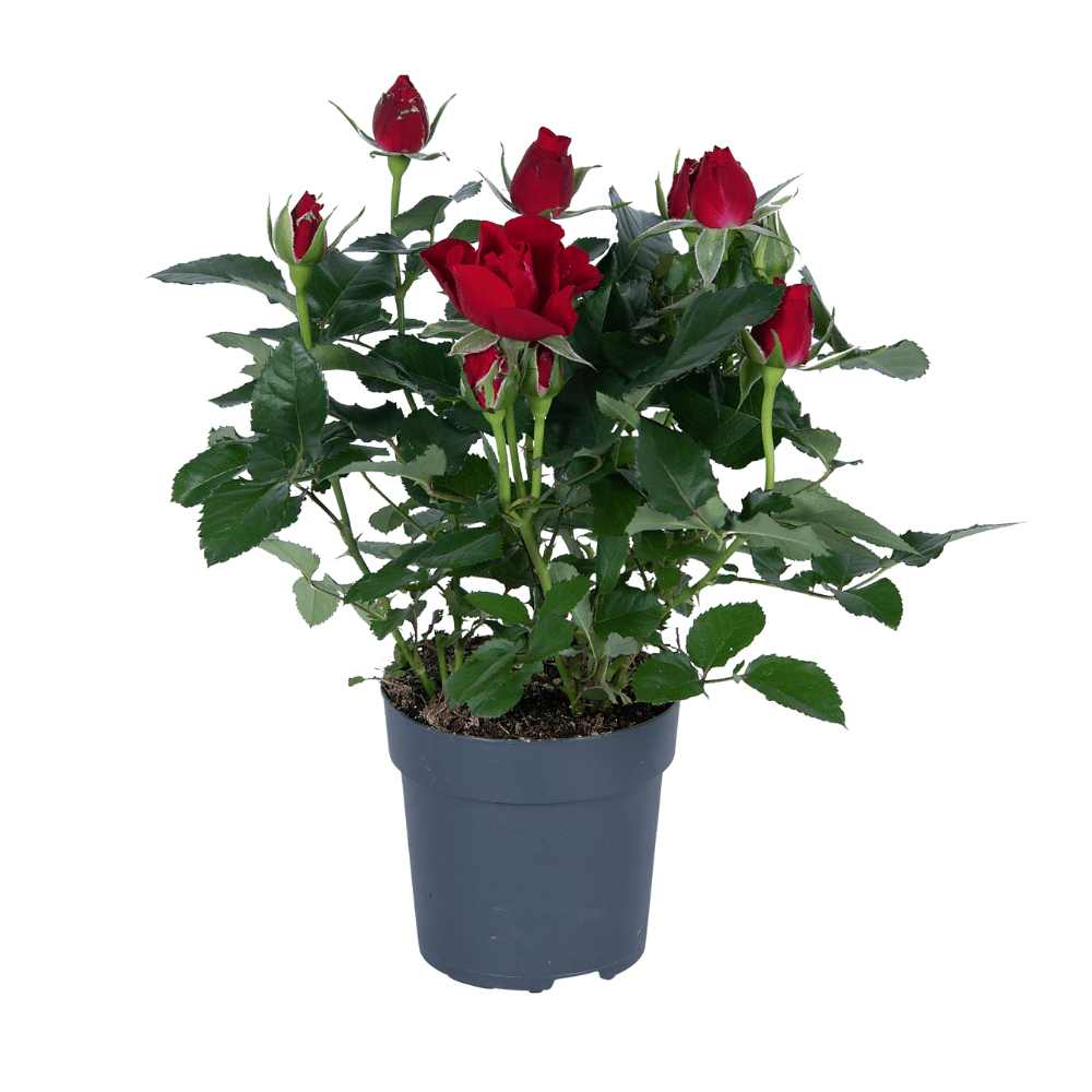 green-guardia-unsere-pflanzen-rote-rose-topfrose-17cm-topf image 1