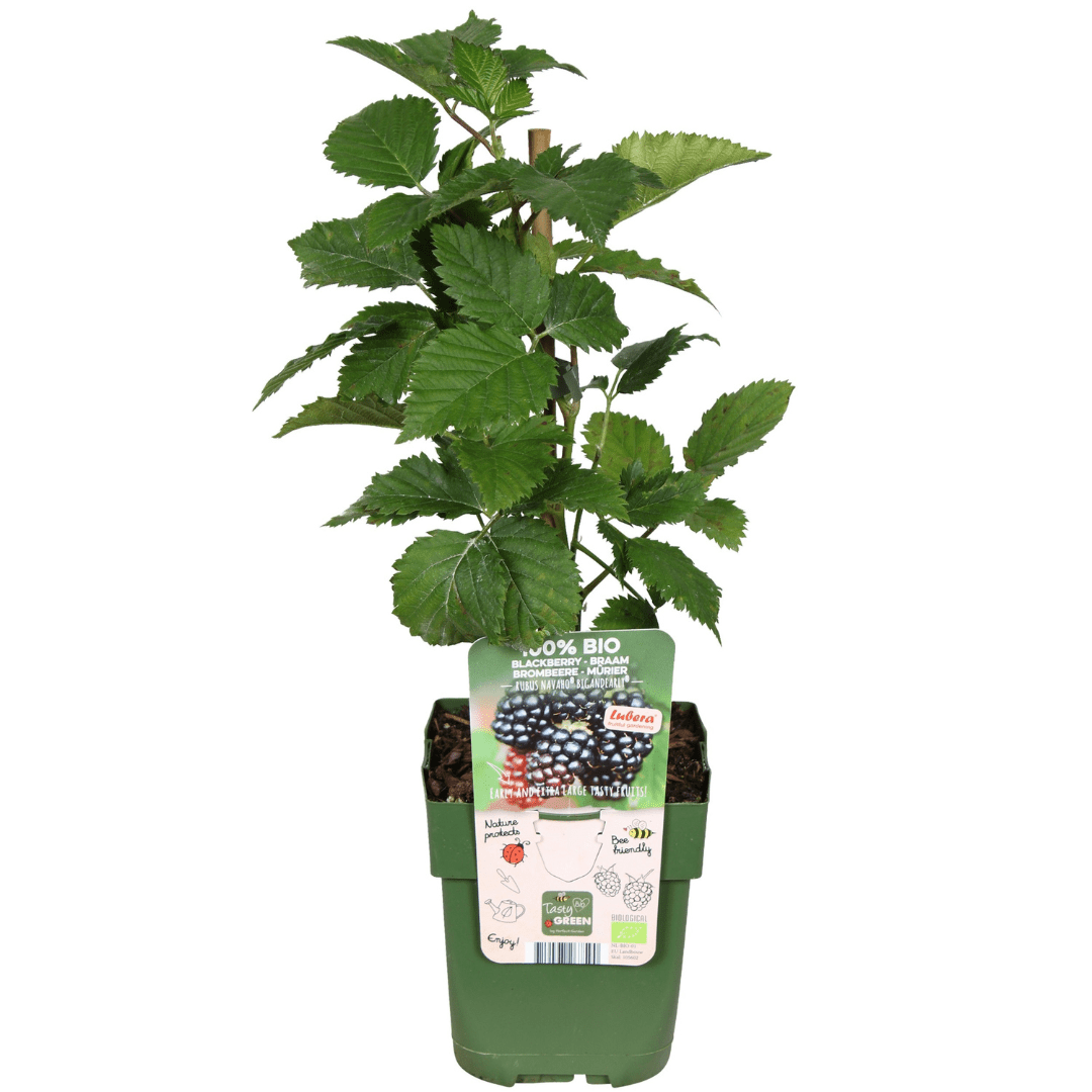 green-guardia-sommerfr-chte-obstpflanzen-mix-4-pflanzen-bio-selbstbest-ubend image 5