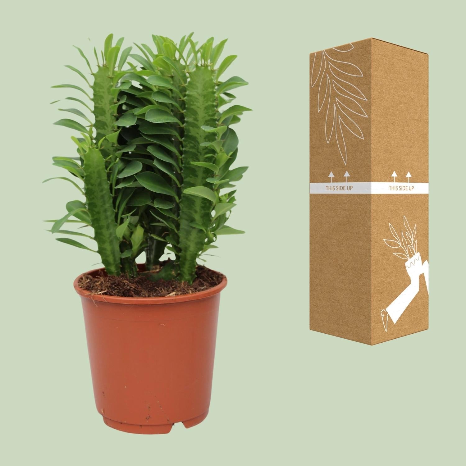 green-guardia-euphorbia-trigona-milchbaum-sukkulente-70-cm image 3