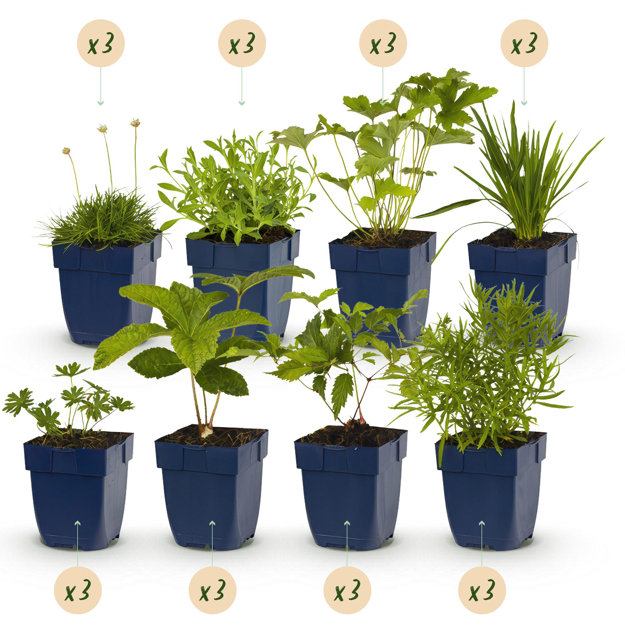 green-guardia-staudenmix-wei-gartenstauden-24-stauden-11-cm image 1
