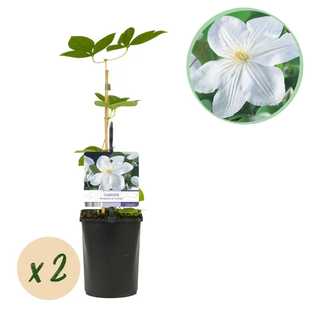 green-guardia-clematis-madame-le-coultre-wei-2-pflanzen image 1