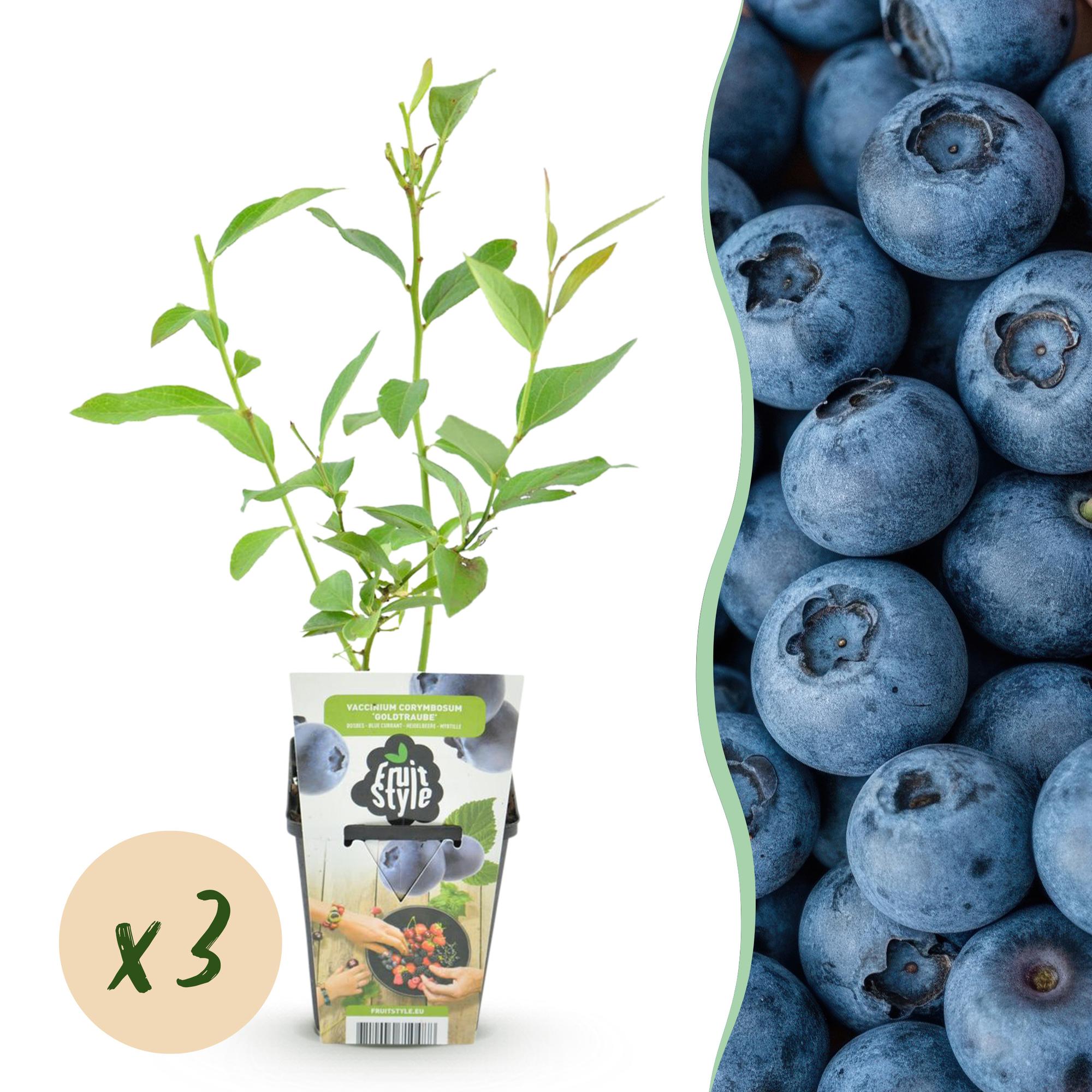 green-guardia-vaccinium-goldtraube-blaubeere-3-pflanzen image 1