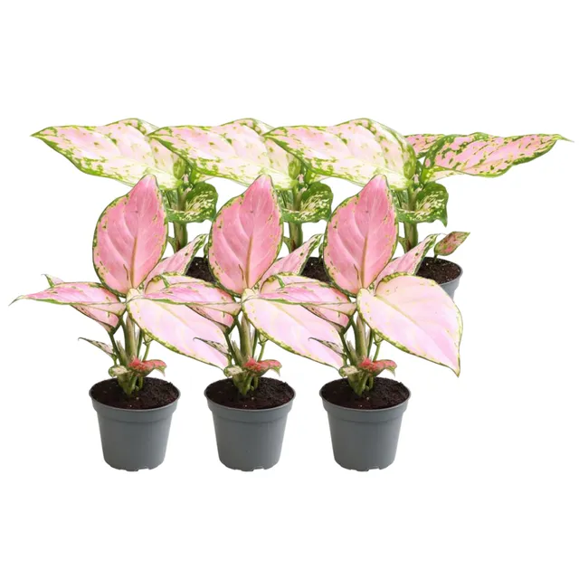 green-guardia-aglaonema-red-valentine-zirkon-zimmerpflanze-6er-set-rot image 1